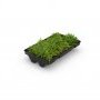 title="Greenplus economy"